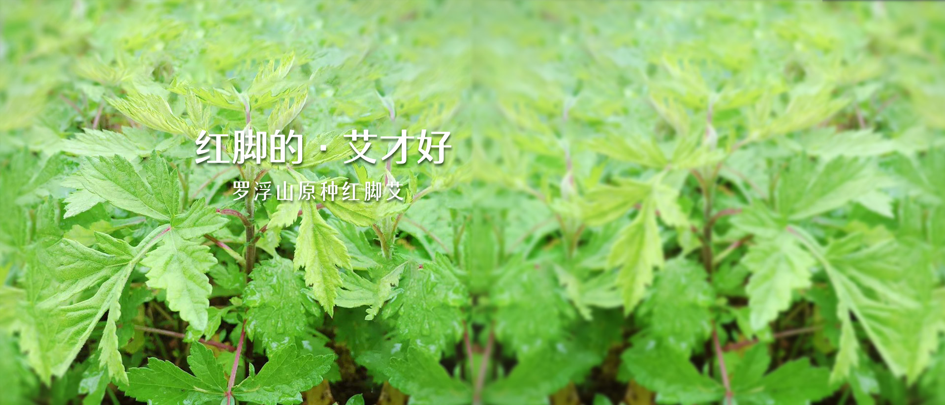 了解红脚艾